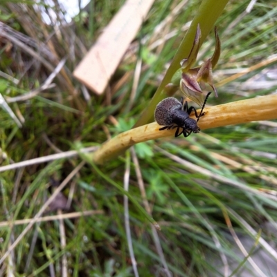 Lagriini sp. (tribe) (Unidentified lagriine darkling beetle) at Glen Allen, NSW - 12 Dec 2023 by forest17178