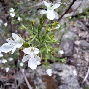 Teucrium corymbosum at Glenbog State Forest - 13 Dec 2023 02:28 PM