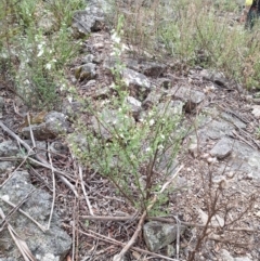 Teucrium corymbosum at Glenbog State Forest - 13 Dec 2023 02:28 PM