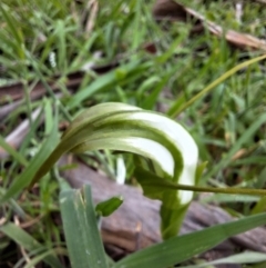 Pterostylis falcata (Sickle Greenhood) at Glen Allen, NSW - 12 Dec 2023 by forest17178