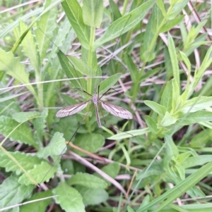 Ptilogyna sp. (genus) at South East Forest National Park - suppressed