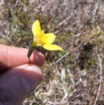 Diuris monticola (Highland Golden Moths) at Tuross, NSW - 5 Dec 2023 by forest17178