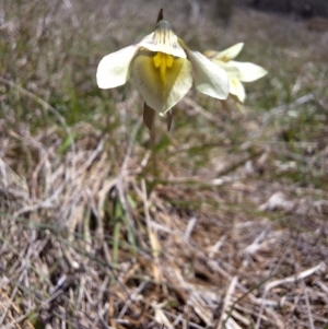 Diuris ochroma at suppressed - 5 Dec 2023