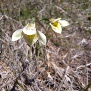 Diuris ochroma at suppressed - 5 Dec 2023