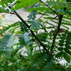 Gleditsia triacanthos (Honey Locust, Thorny Locust) at Florey, ACT - 15 Dec 2023 by Florey1