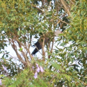 Scythrops novaehollandiae at Jamberoo, NSW - 15 Dec 2023