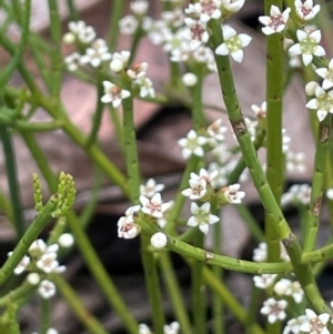 Choretrum pauciflorum at Namadgi National Park - 14 Dec 2023