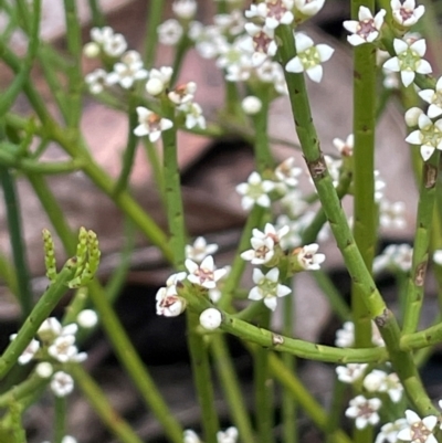 Choretrum pauciflorum (Dwarf Sour Bush) at Rendezvous Creek, ACT - 14 Dec 2023 by JaneR