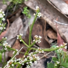 Choretrum pauciflorum at Namadgi National Park - 14 Dec 2023