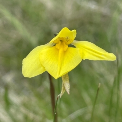 Diuris monticola (Highland Golden Moths) at Rendezvous Creek, ACT - 14 Dec 2023 by JaneR