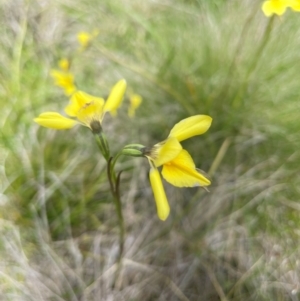 Diuris monticola at Namadgi National Park - suppressed