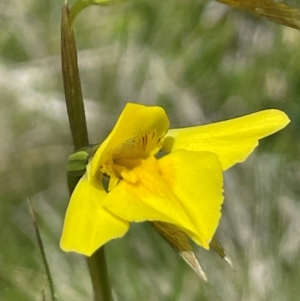 Diuris monticola at Namadgi National Park - suppressed