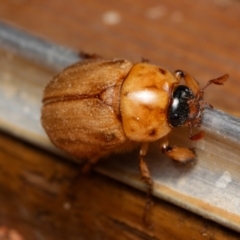 Cyclocephala signaticollis (Argentinian scarab) at Downer, ACT - 15 Dec 2023 by RobertD
