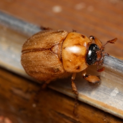 Cyclocephala signaticollis (Argentinian scarab) at Downer, ACT - 15 Dec 2023 by RobertD