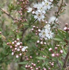 Kunzea ericoides (Burgan) at Rendezvous Creek, ACT - 14 Dec 2023 by JaneR