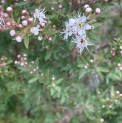 Kunzea ericoides at Namadgi National Park - 14 Dec 2023 01:15 PM