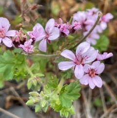 Pelargonium australe (Austral Stork's-bill) at Namadgi National Park - 14 Dec 2023 by JaneR