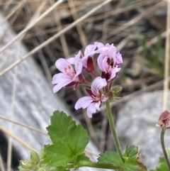 Pelargonium australe at Namadgi National Park - 14 Dec 2023 12:20 PM