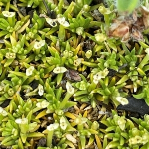 Scleranthus biflorus at Namadgi National Park - 14 Dec 2023