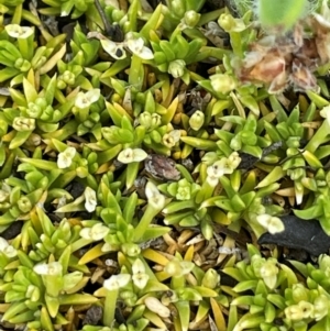 Scleranthus biflorus at Namadgi National Park - 14 Dec 2023 01:18 PM