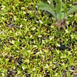 Scleranthus biflorus at Namadgi National Park - 14 Dec 2023 01:18 PM