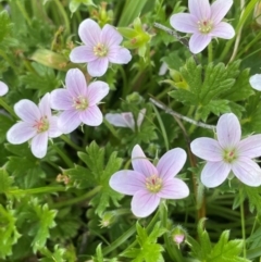 Geranium antrorsum (Rosetted Cranesbill) at Namadgi National Park - 14 Dec 2023 by JaneR