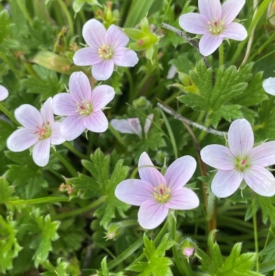 Geranium antrorsum (Rosetted Cranesbill) at Namadgi National Park - 14 Dec 2023 by JaneR