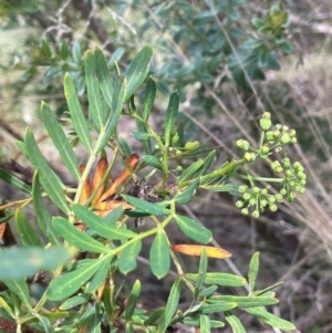 Polyscias sambucifolia subsp. Short leaflets (V.Stajsic 196) Vic. Herbarium at Namadgi National Park - 14 Dec 2023