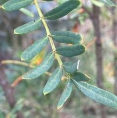 Polyscias sambucifolia subsp. Short leaflets (V.Stajsic 196) Vic. Herbarium at Namadgi National Park - 14 Dec 2023