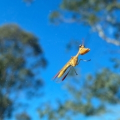 Mantispidae (family) (Unidentified mantisfly) at Rob Roy Range - 16 Dec 2023 by Shazw