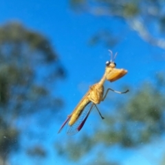 Mantispidae (family) at Rob Roy Range - 16 Dec 2023 07:47 PM