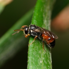 Hylaeus (Prosopisteron) littleri (Hylaeine colletid bee) at Downer, ACT - 15 Dec 2023 by RobertD