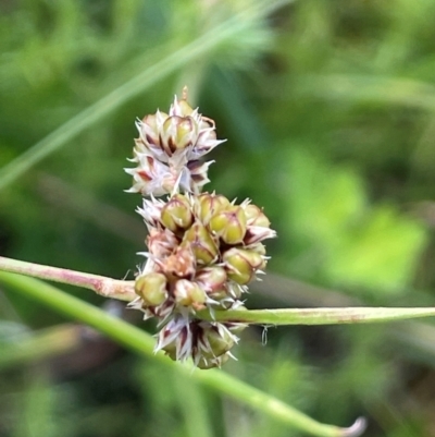 Luzula sp. (Woodrush) at Rendezvous Creek, ACT - 14 Dec 2023 by JaneR