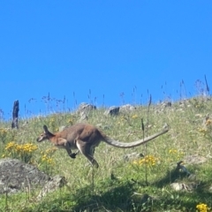 Notamacropus rufogriseus (Red-necked Wallaby) at Tuggeranong, ACT - 15 Dec 2023 by Shazw