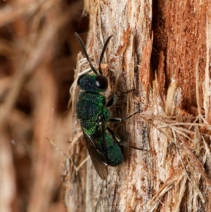 Chrysididae (family) at Downer, ACT - 15 Dec 2023