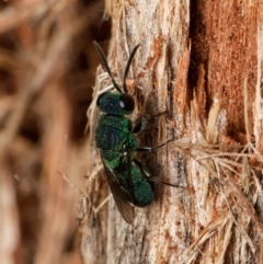 Chrysididae (family) (Cuckoo wasp or Emerald wasp) at Downer, ACT - 15 Dec 2023 by RobertD