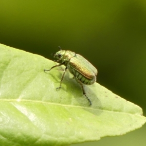 Diphucephala sp. (genus) at Wingecarribee Local Government Area - 29 Nov 2023