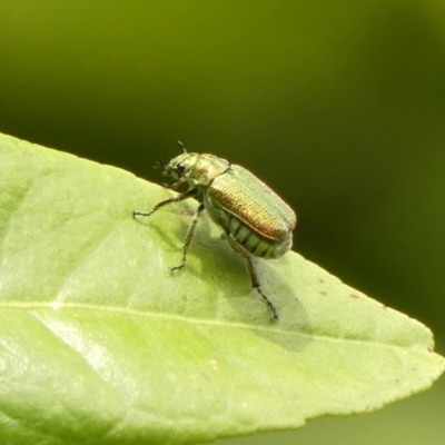 Diphucephala sp. (genus) (Green Scarab Beetle) at Braemar - 29 Nov 2023 by Curiosity