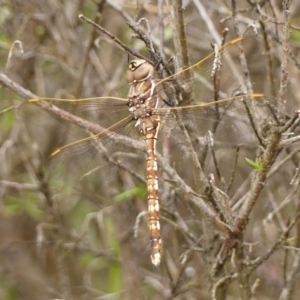 Adversaeschna brevistyla at Wingecarribee Local Government Area - 2 Dec 2023