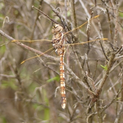 Adversaeschna brevistyla (Blue-spotted Hawker) at Wingecarribee Local Government Area - 2 Dec 2023 by Curiosity
