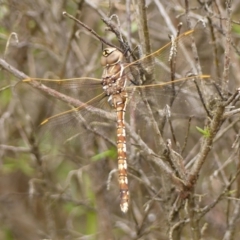 Unidentified Dragonfly (Anisoptera) at Braemar, NSW - 2 Dec 2023 by Curiosity