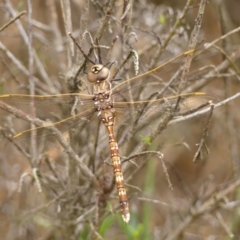 Adversaeschna brevistyla at Wingecarribee Local Government Area - 2 Dec 2023