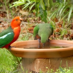 Alisterus scapularis (Australian King-Parrot) at Braemar - 10 Dec 2023 by Curiosity