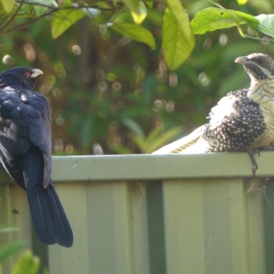 Eudynamys orientalis (Pacific Koel) at Wingecarribee Local Government Area - 15 Dec 2023 by Curiosity