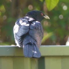 Eudynamys orientalis at Wingecarribee Local Government Area - 16 Dec 2023