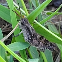 Phaulacridium vittatum (Wingless Grasshopper) at Flea Bog Flat, Bruce - 16 Dec 2023 by trevorpreston