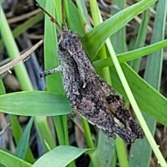 Phaulacridium vittatum at Bruce Ridge to Gossan Hill - 16 Dec 2023 08:32 AM