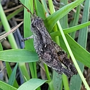 Phaulacridium vittatum at Bruce Ridge to Gossan Hill - 16 Dec 2023