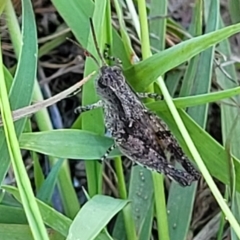 Phaulacridium vittatum at Bruce Ridge to Gossan Hill - 16 Dec 2023 08:32 AM