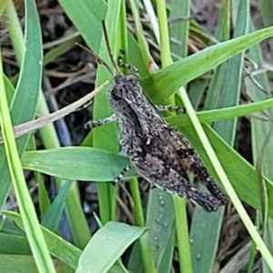 Phaulacridium vittatum at Bruce Ridge to Gossan Hill - 16 Dec 2023 08:32 AM